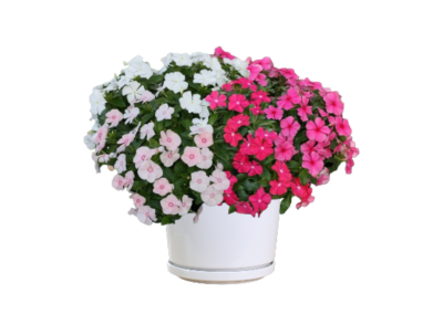 Catharanthus Roseus - Image 2